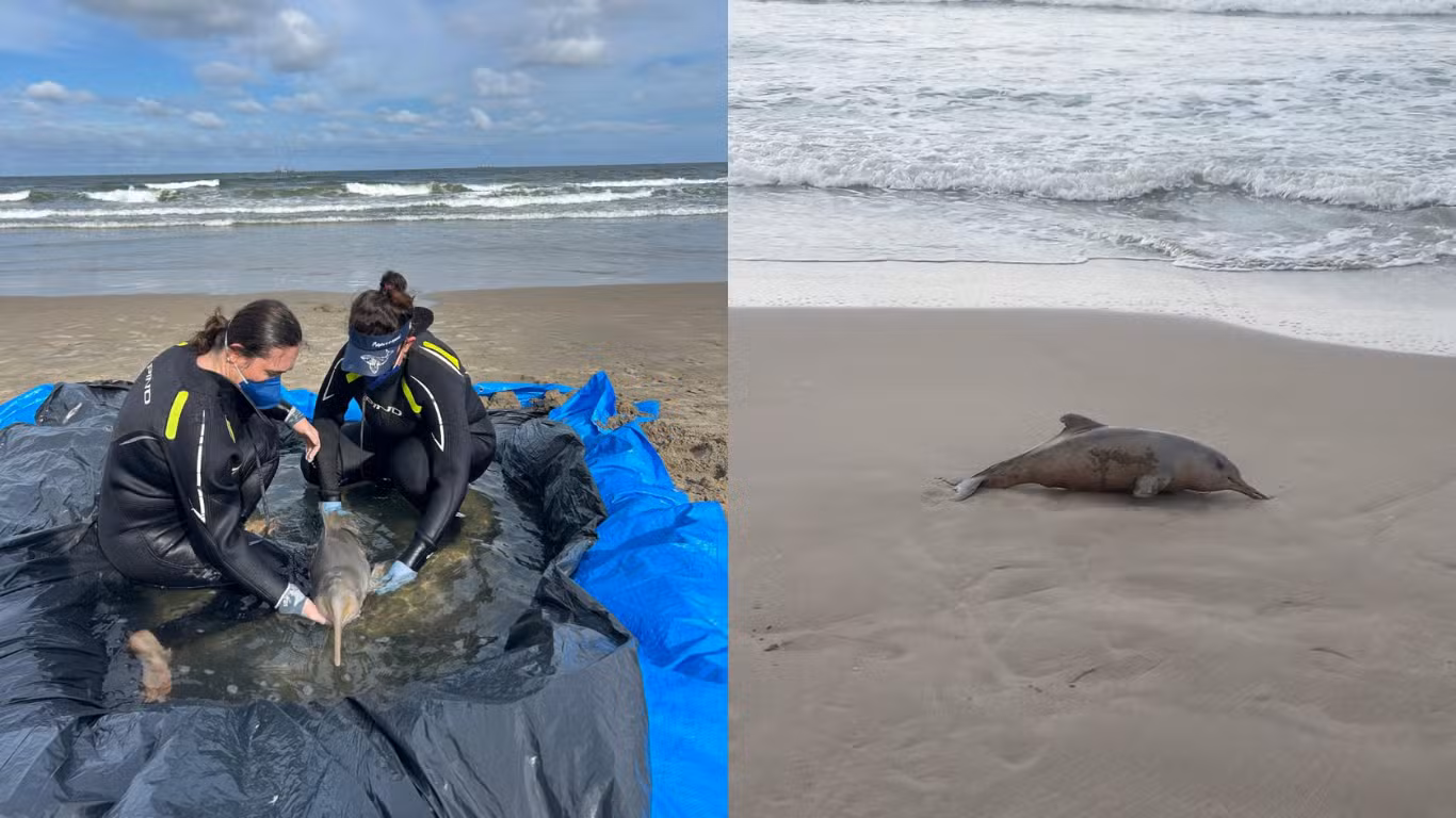 Ameaçado de extinção: SC registra mais de 40 mortes do menor golfinho do Brasil em 2026