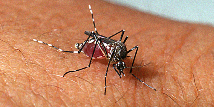 Dengue, zika, chikungunya e Oropouche: saiba diferenças e riscos da automedicação