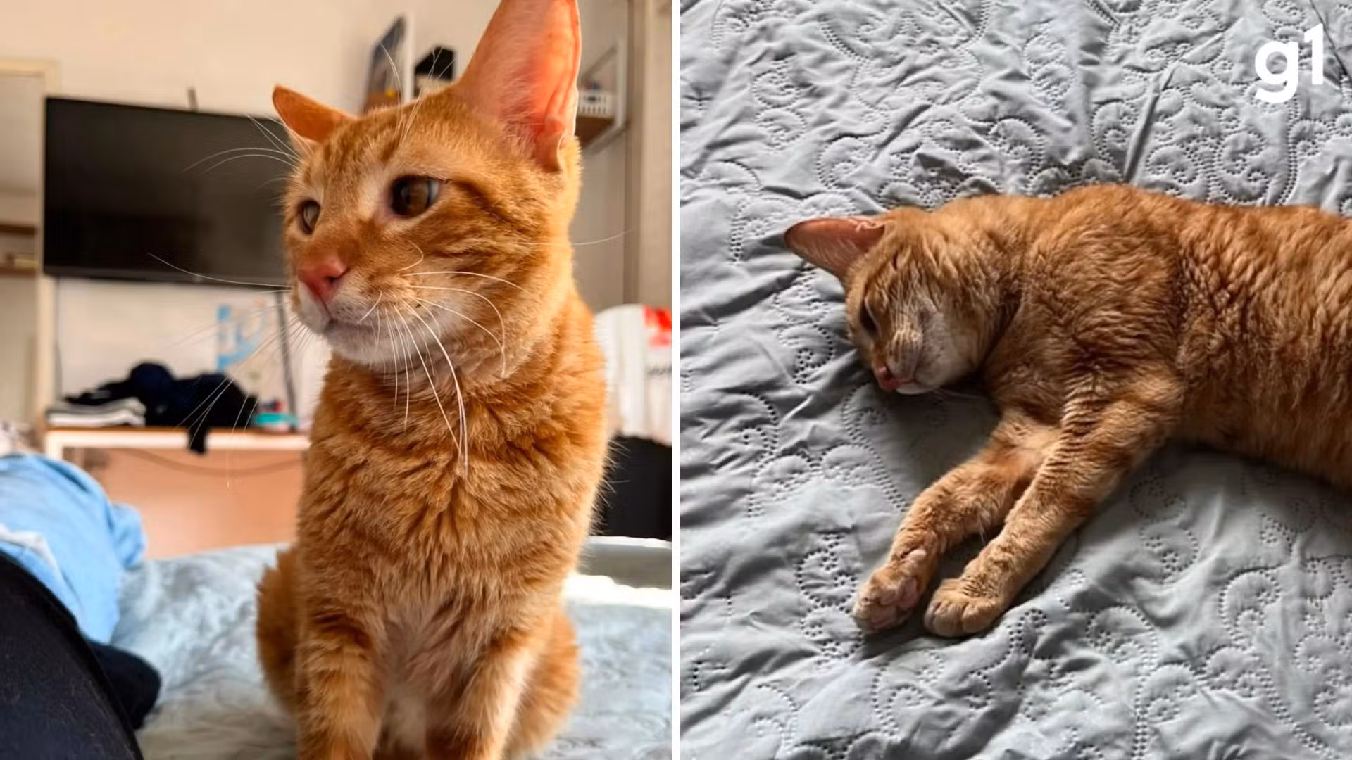 Gato devolvido para abrigo por ser carente demais teve mais de 100 pedidos de adoção após caso viralizar