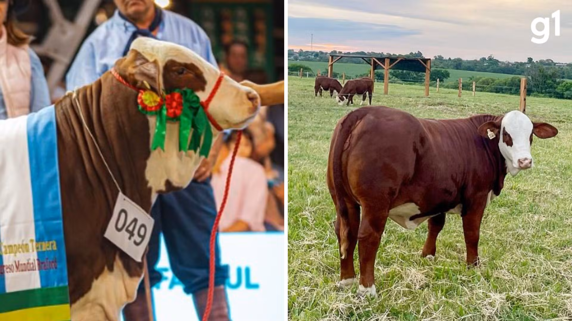 O que faz uma vaca custar mais de meio milhão de reais? Veja como é o animal que bateu preço recorde no RS