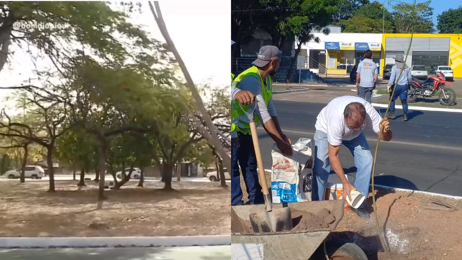 Hidrogel ajuda a manter mudas de árvores e reduzir irrigação durante período com temperaturas de quase 40 °C em Teresina