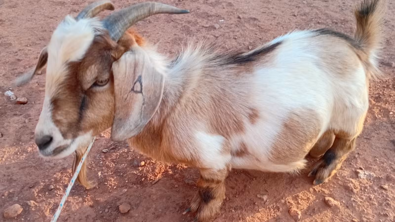 'Mini Bode': Animal chama atenção por tamanho reduzido e amizade com menina no PI
