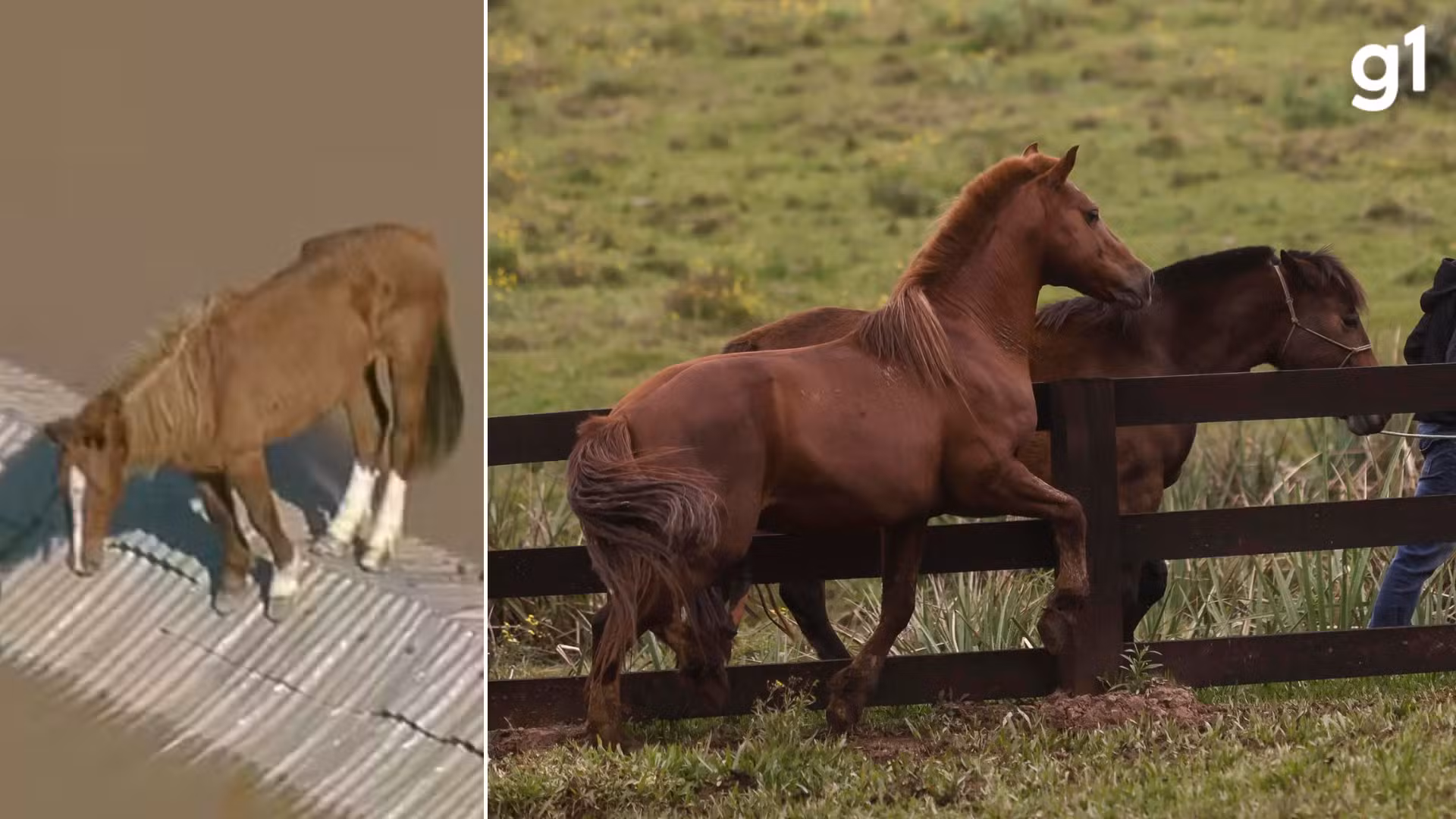'Novo capítulo da história' do Cavalo Caramelo: entenda como foi escolha de égua para reprodução