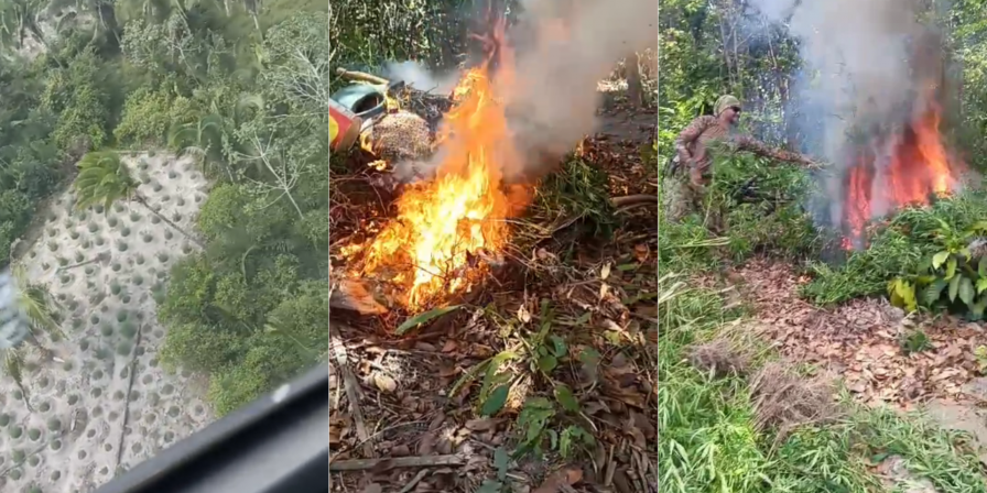 Operação localiza 10 roças e destrói mais de 18 mil pés de maconha no Maranhão